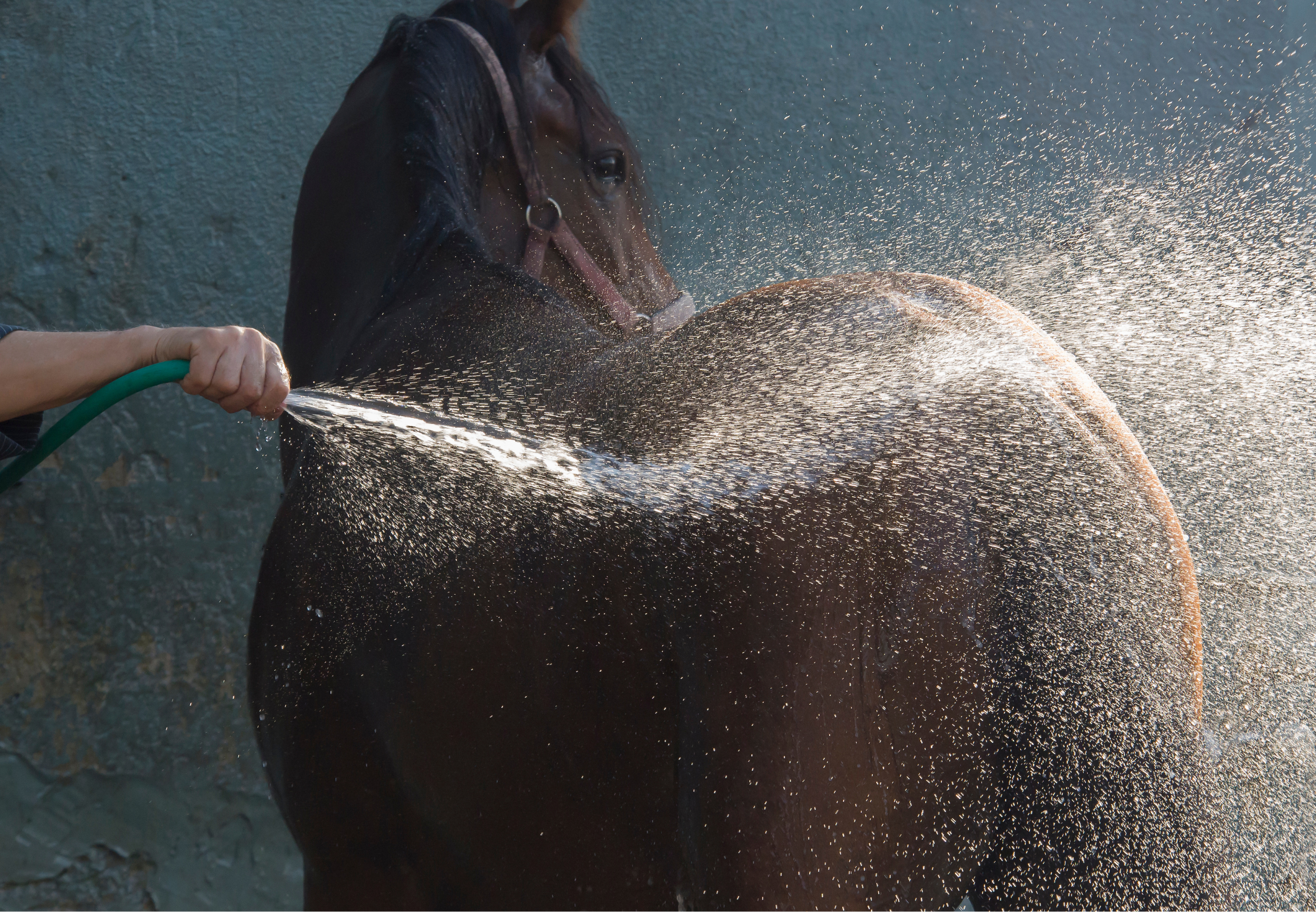 douche cheval