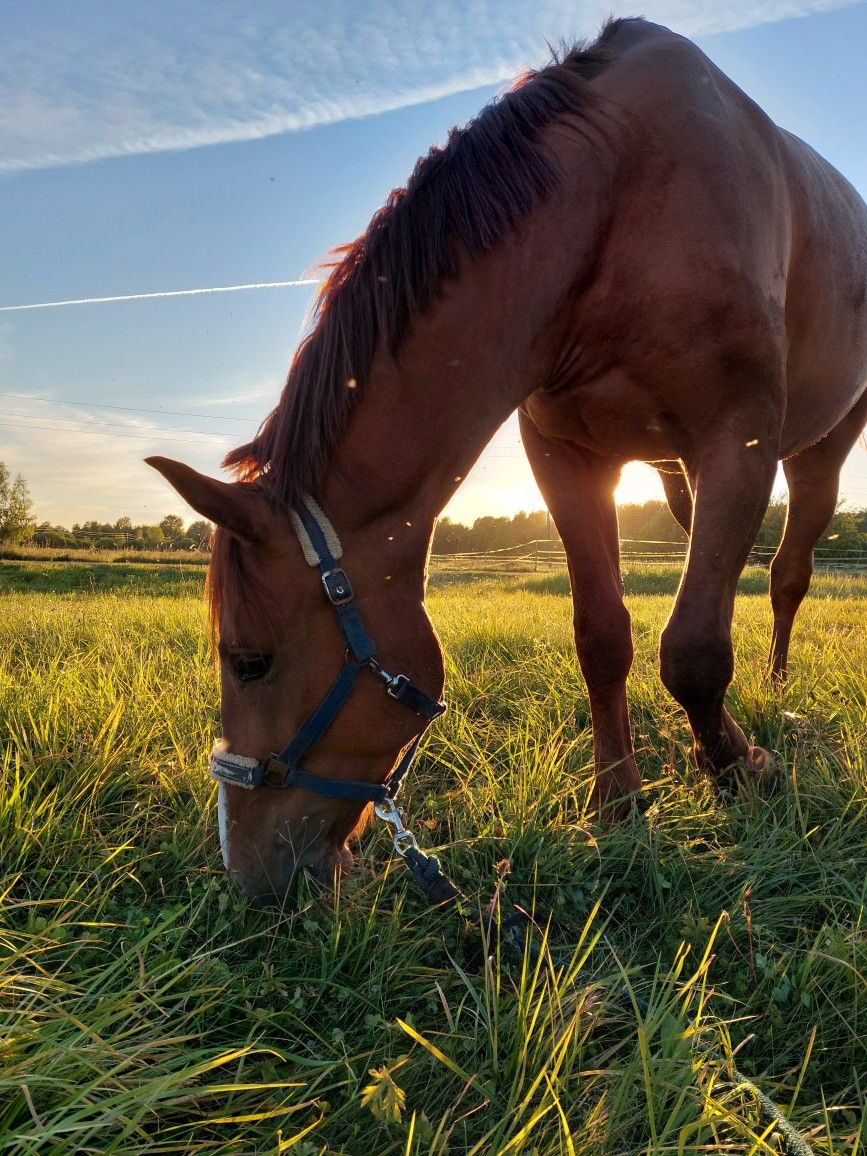 lever de soleil cheval