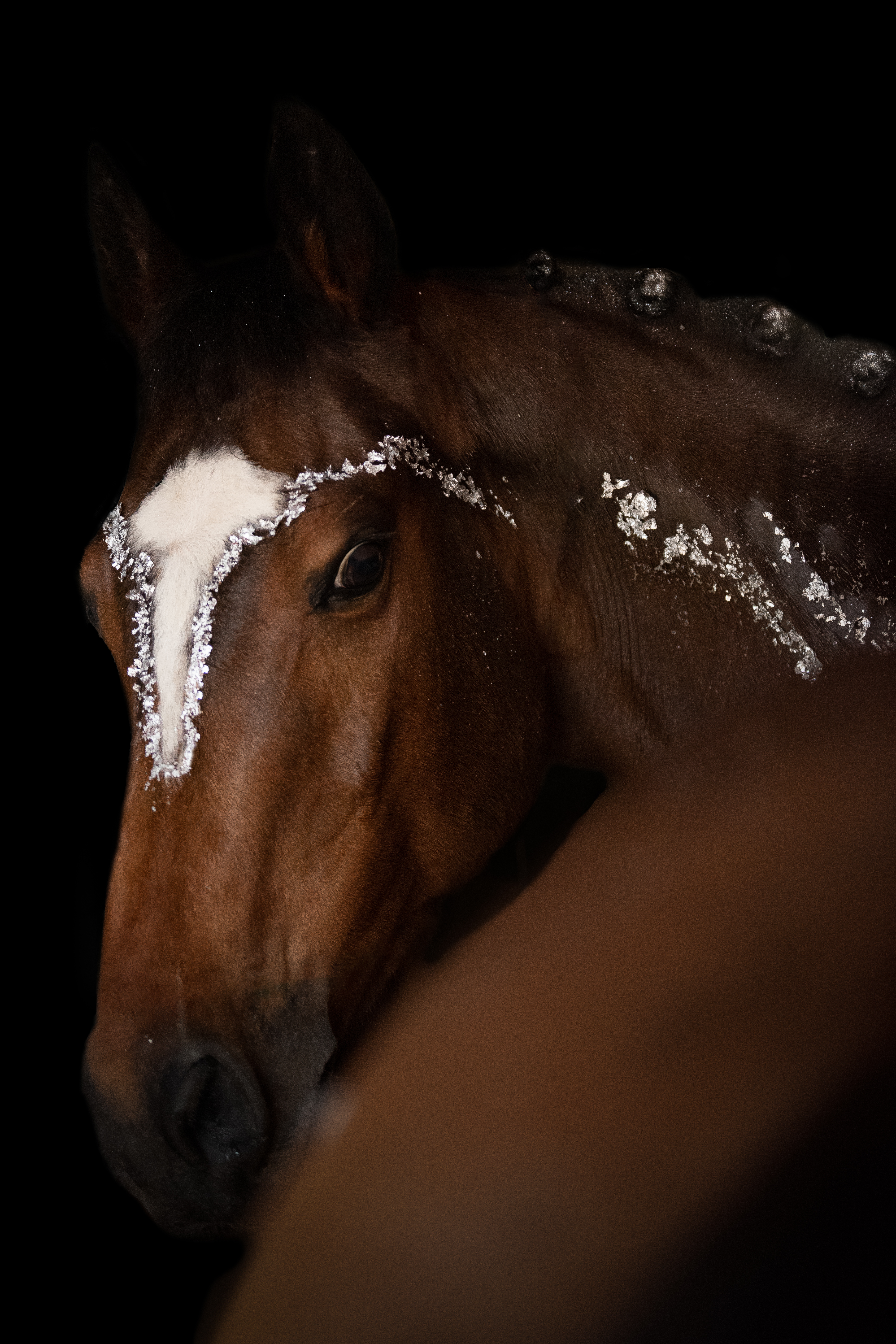 Shooting photo cheval