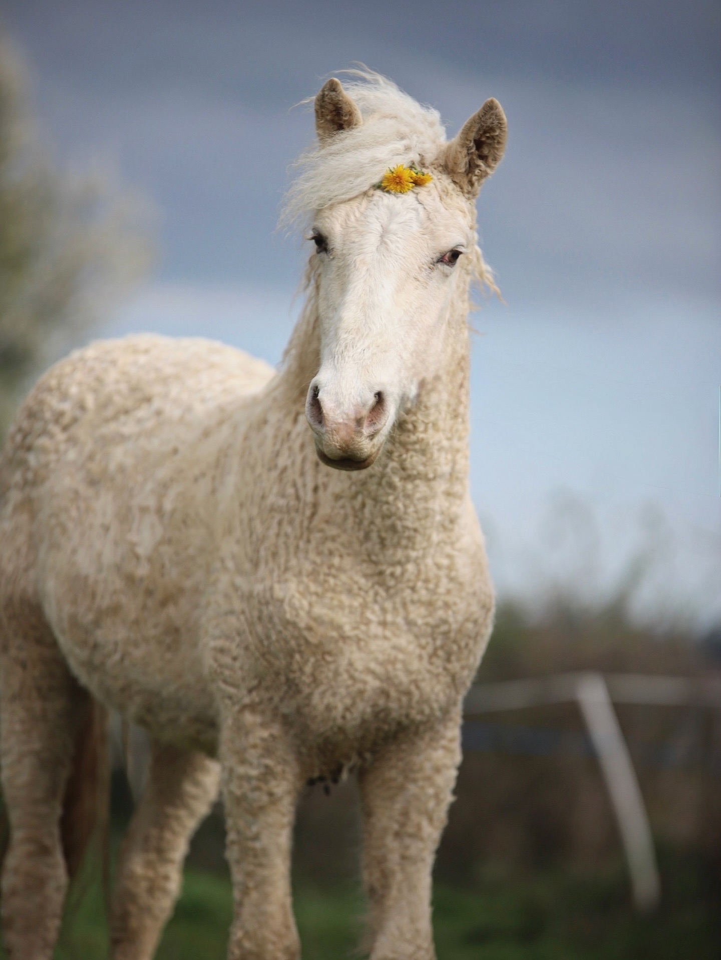 cheval curly