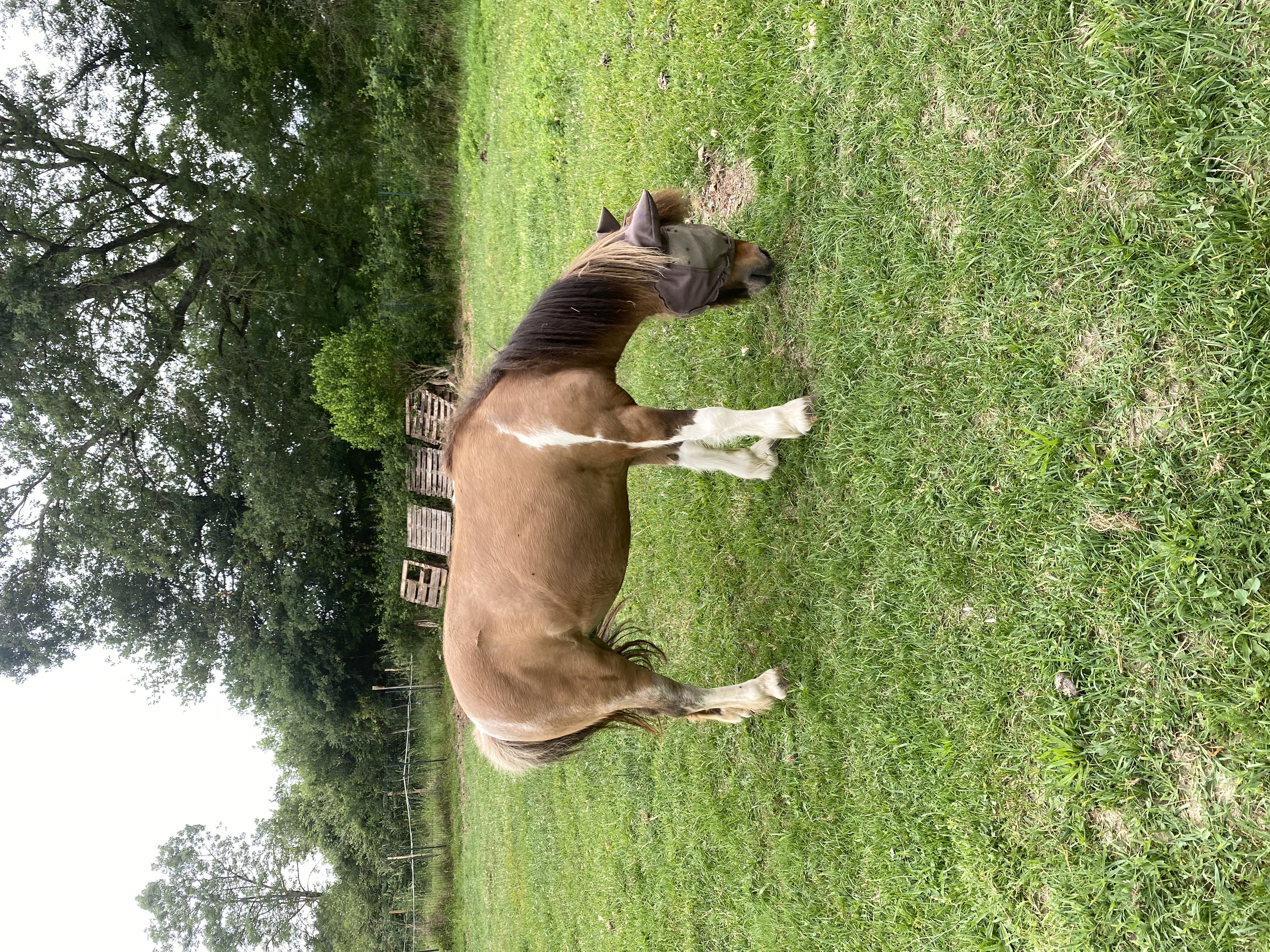 ponette