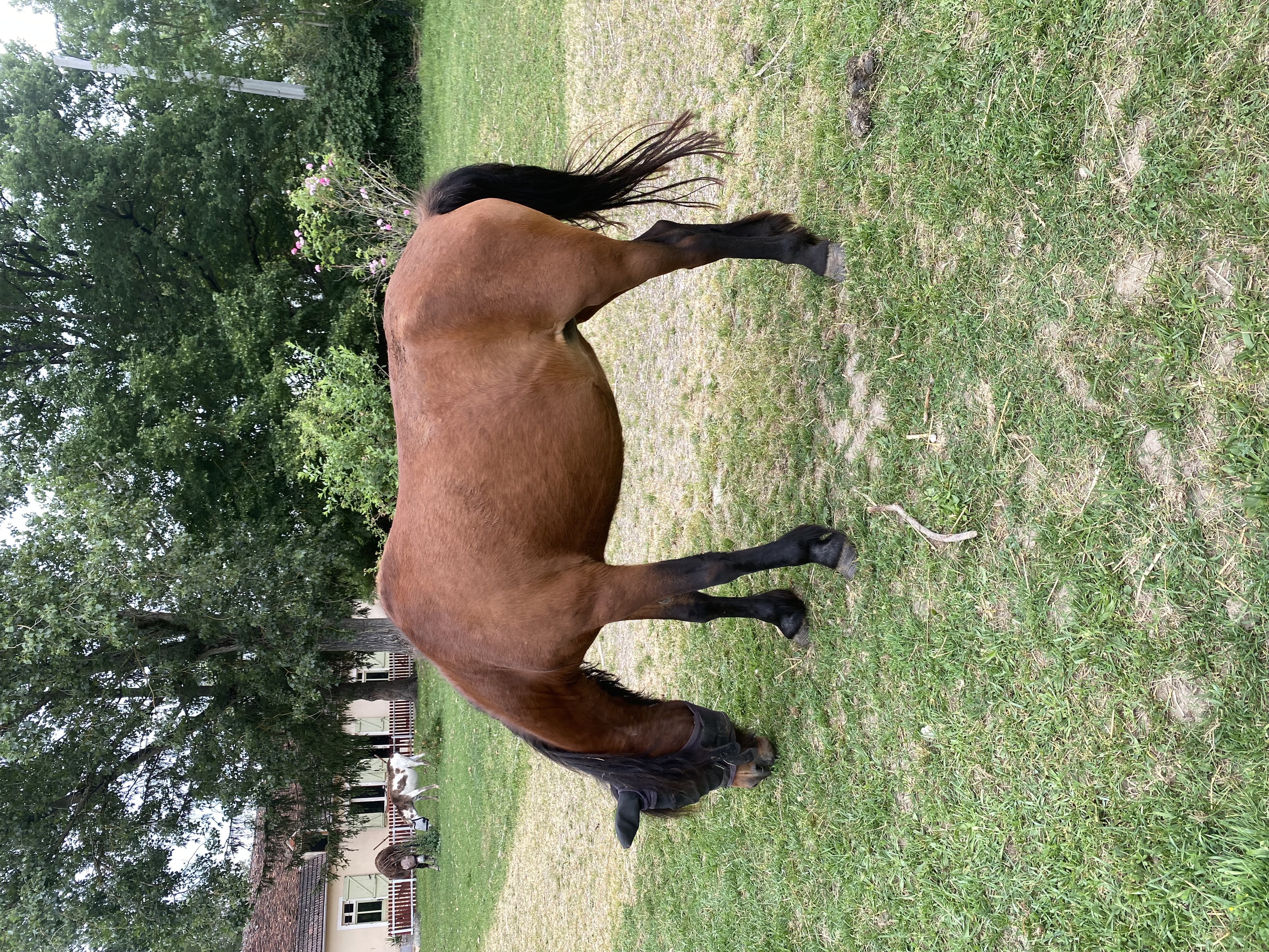 ponette