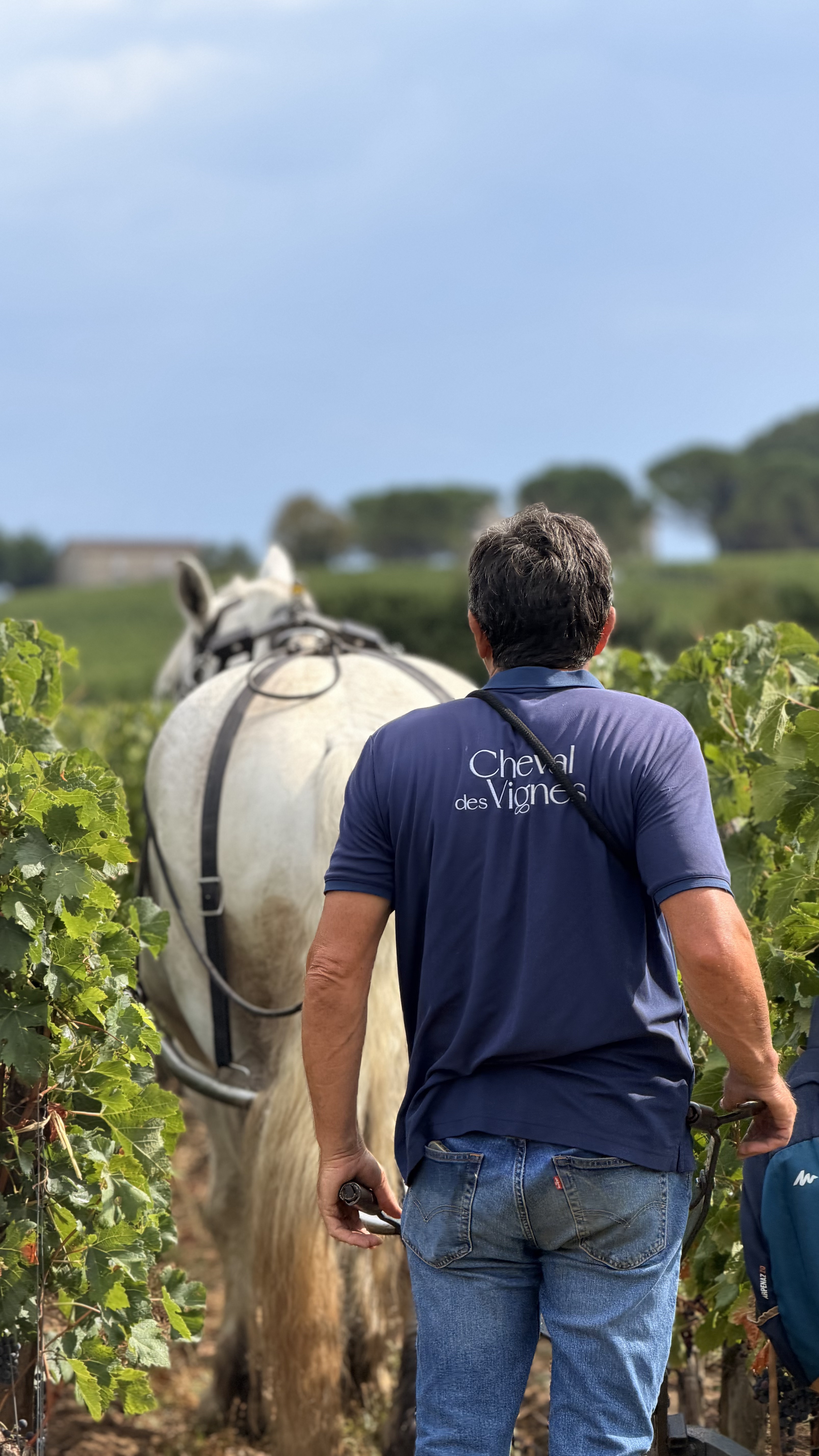 cheval vignes