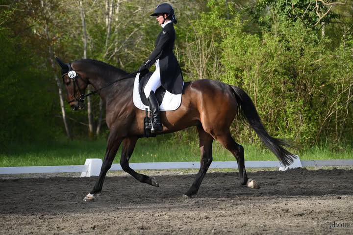 cheval réformé dressage