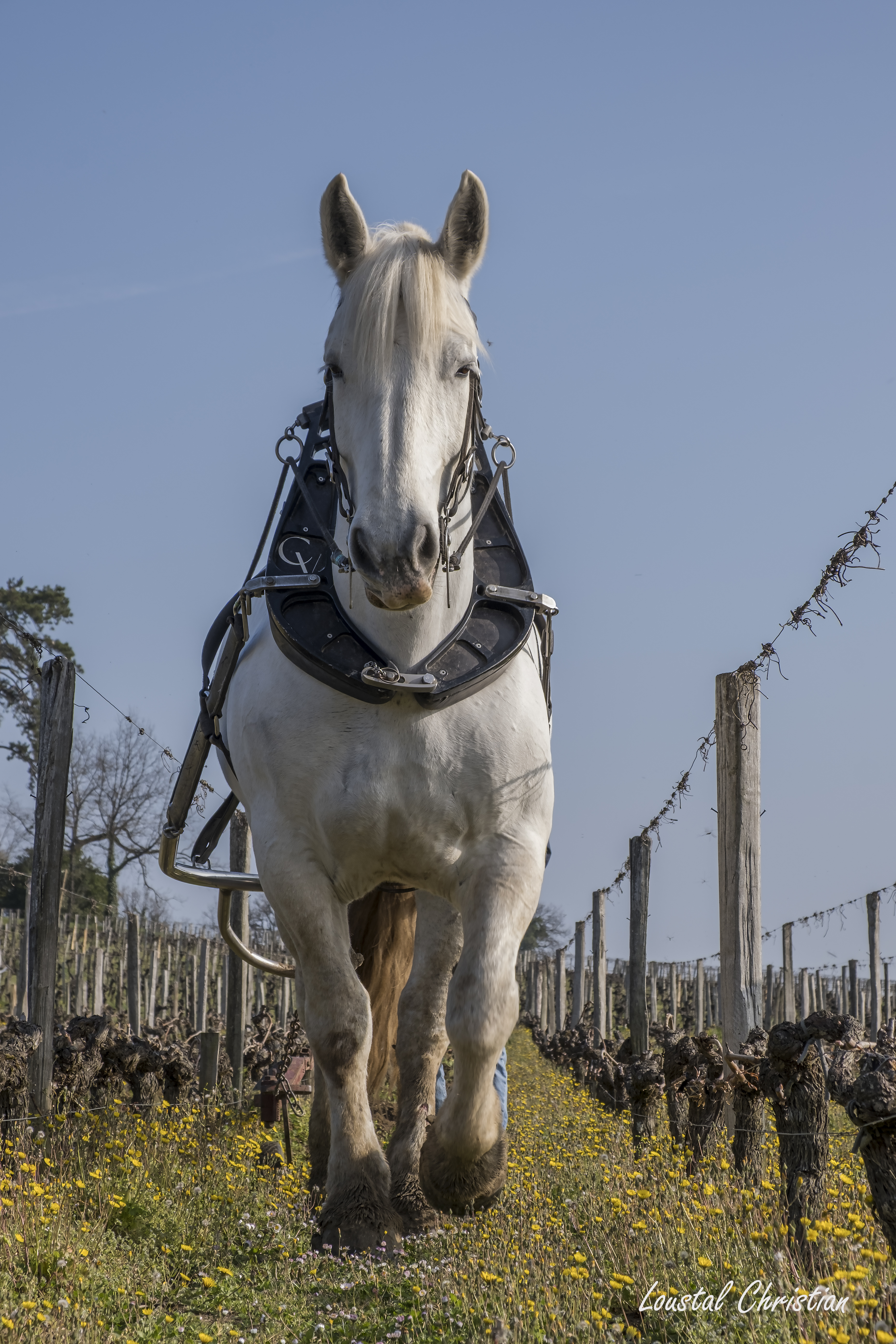 cheval de trait