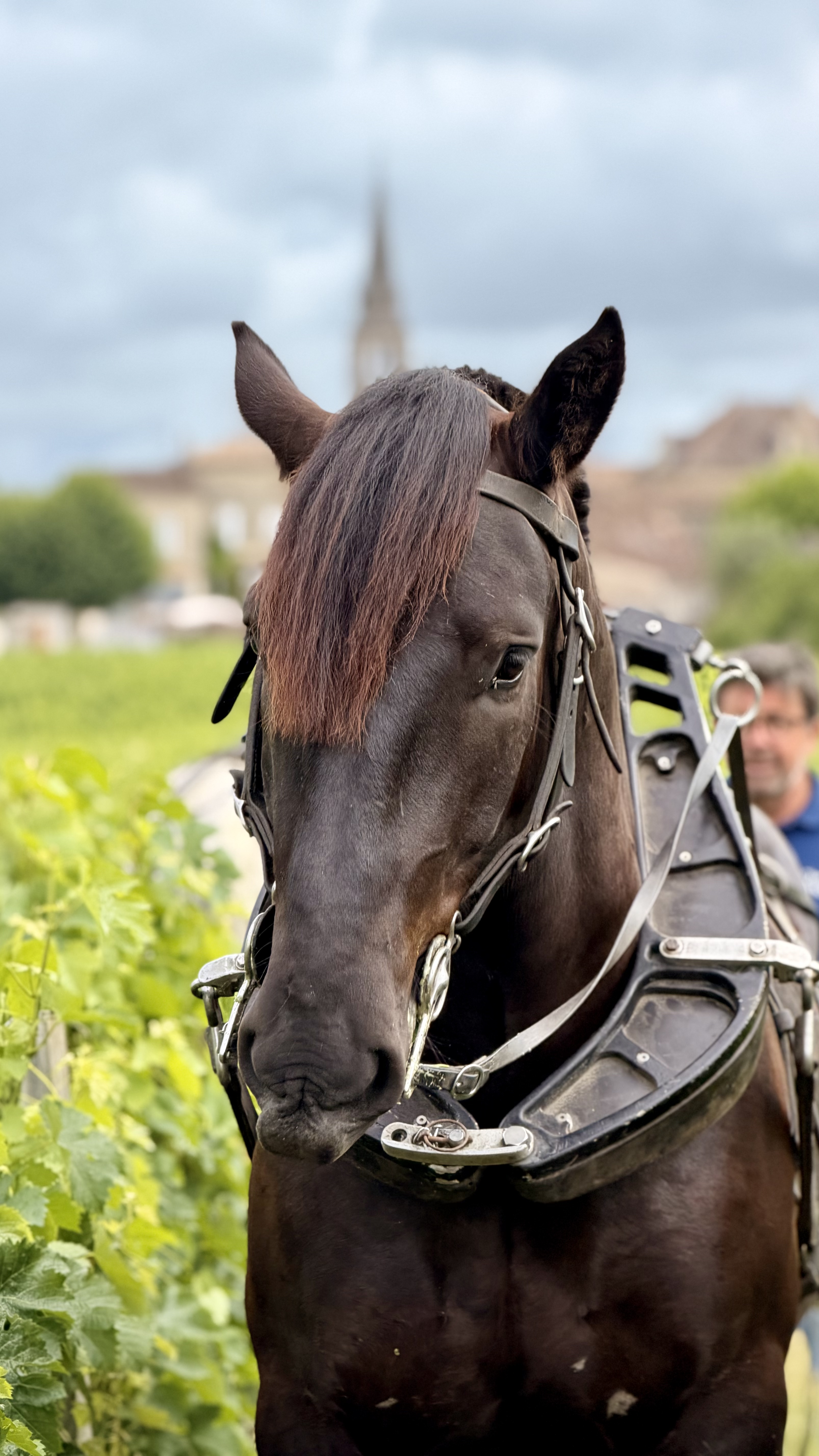 cheval vigne