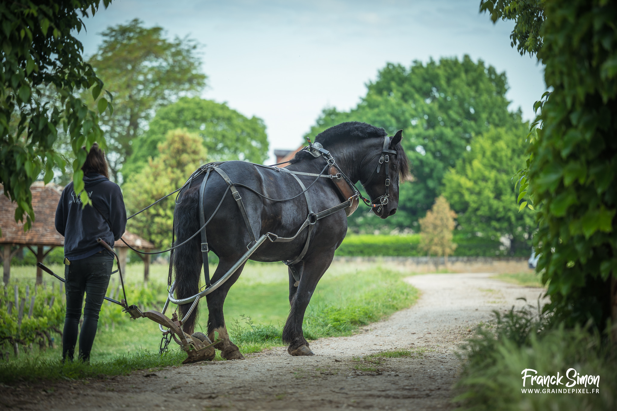 cheval des vignes