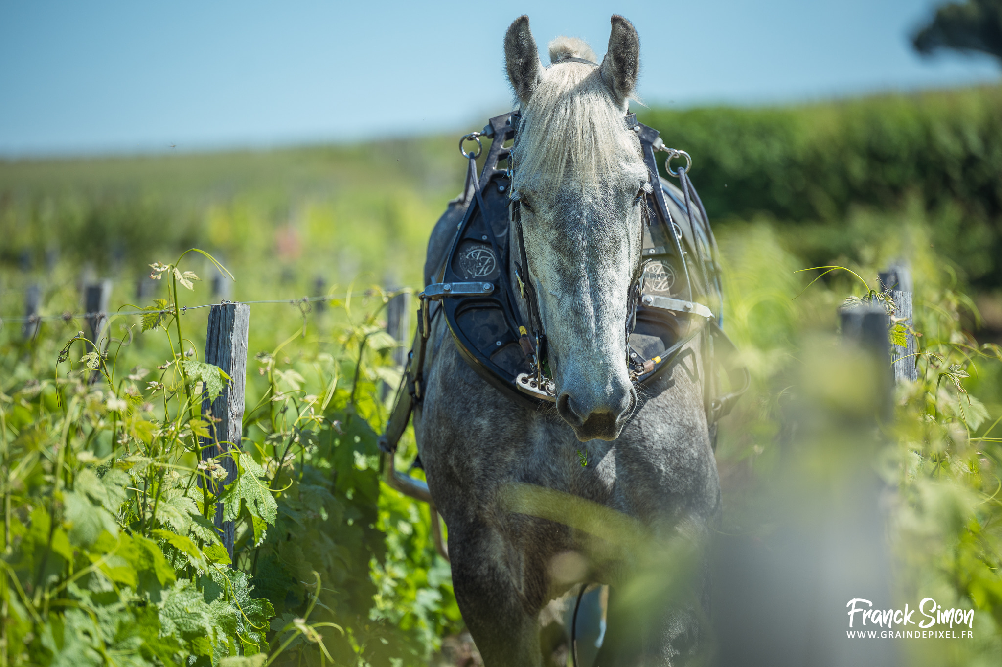 cheval des vigne