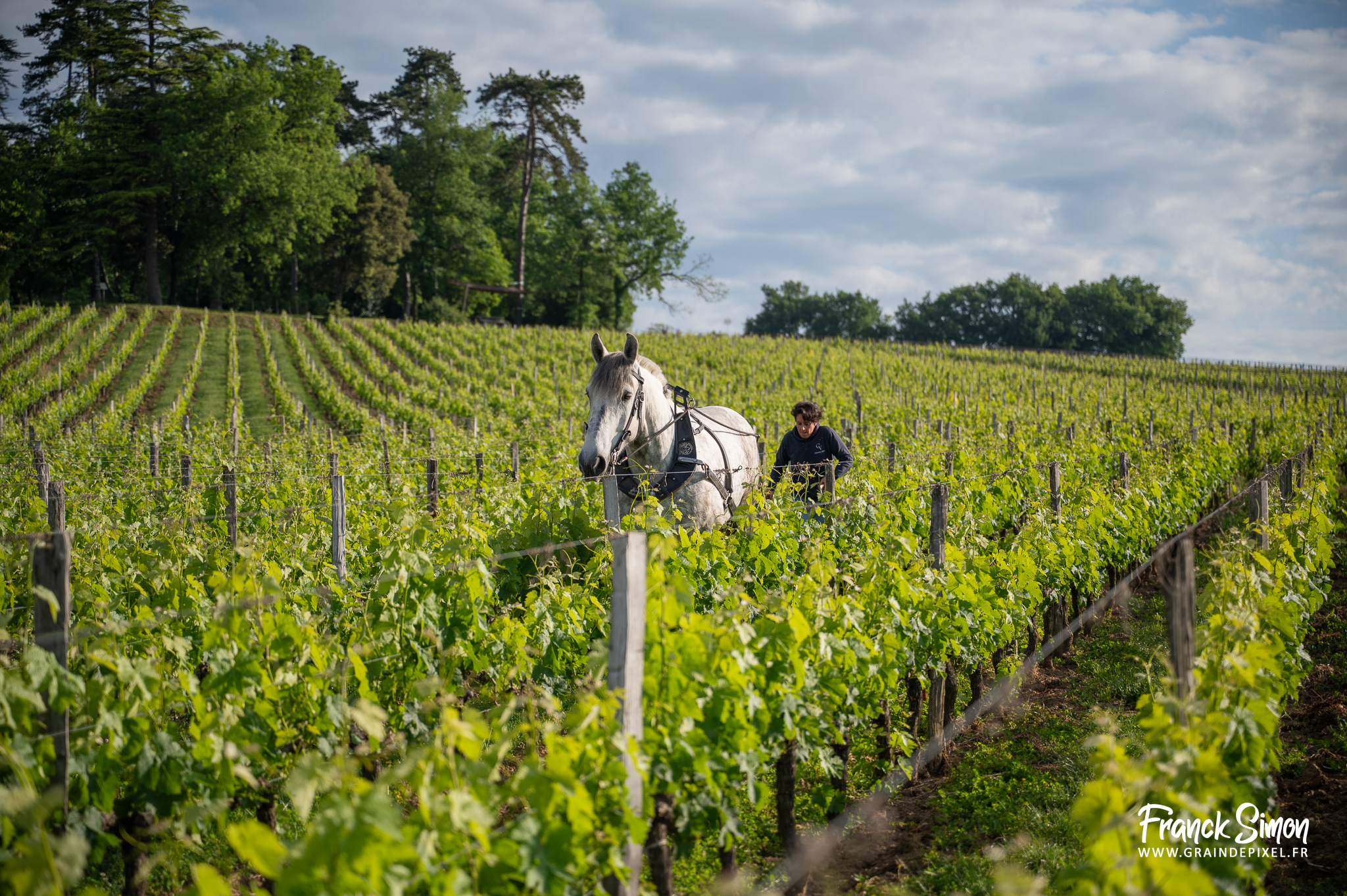 cheval de trait
