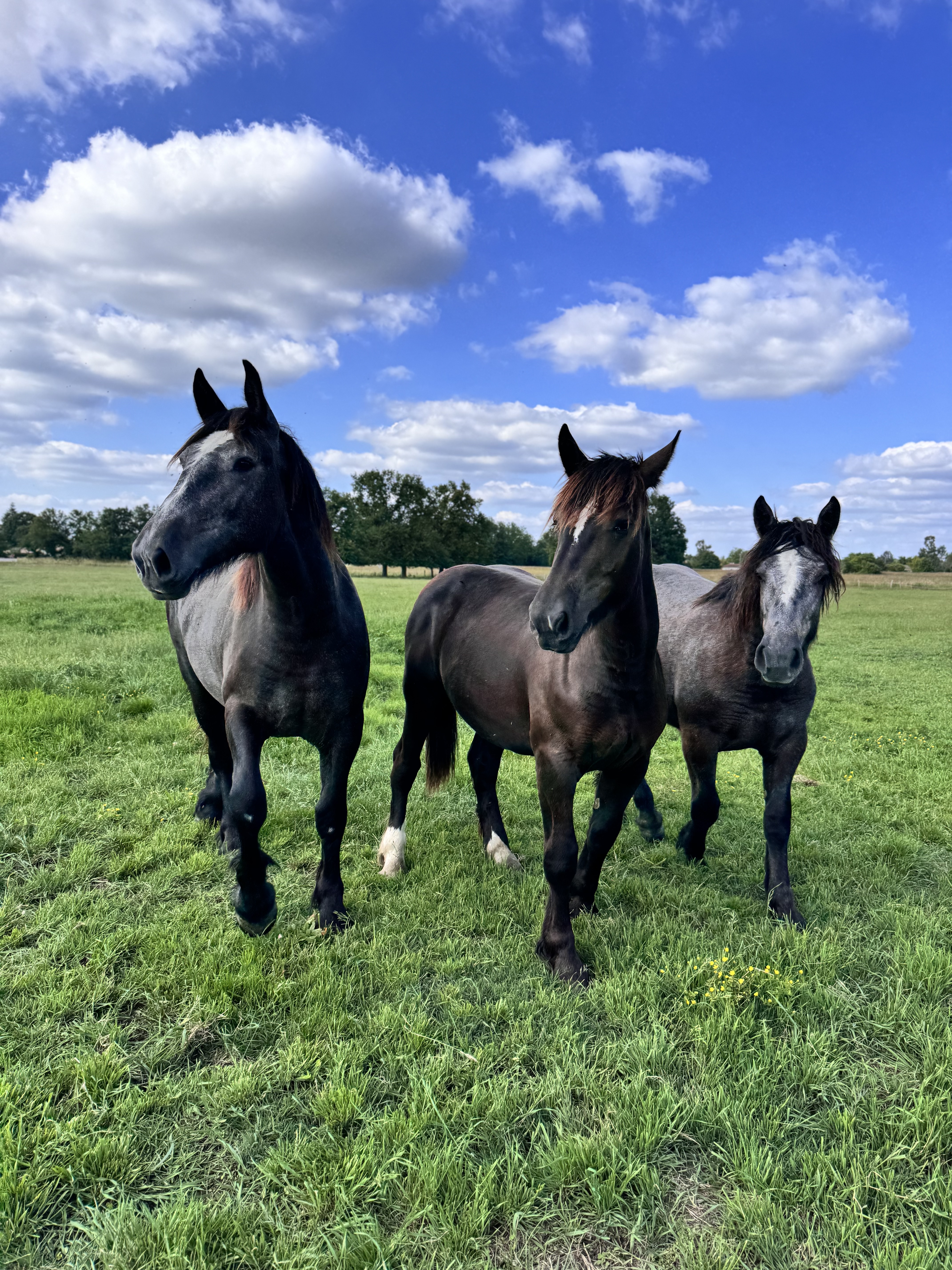 percherons
