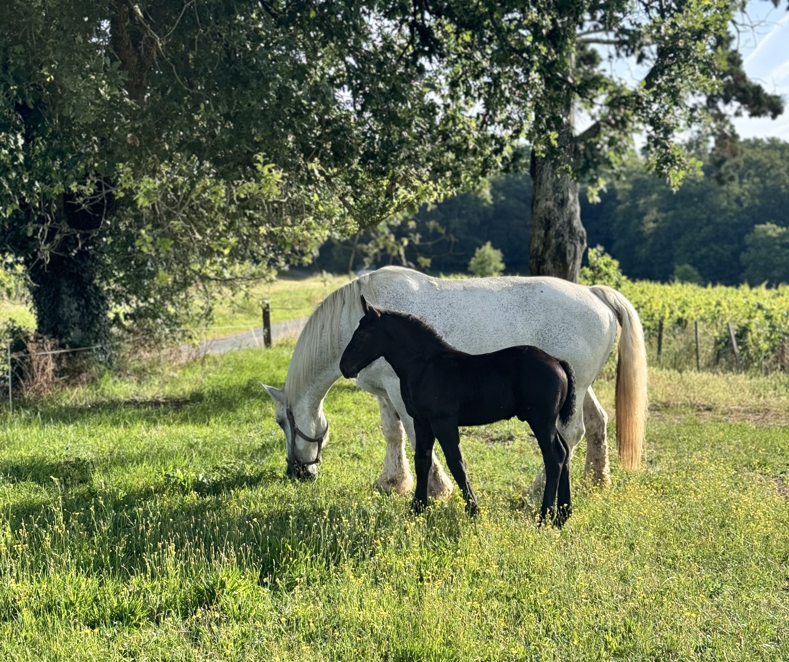 cheval de trait