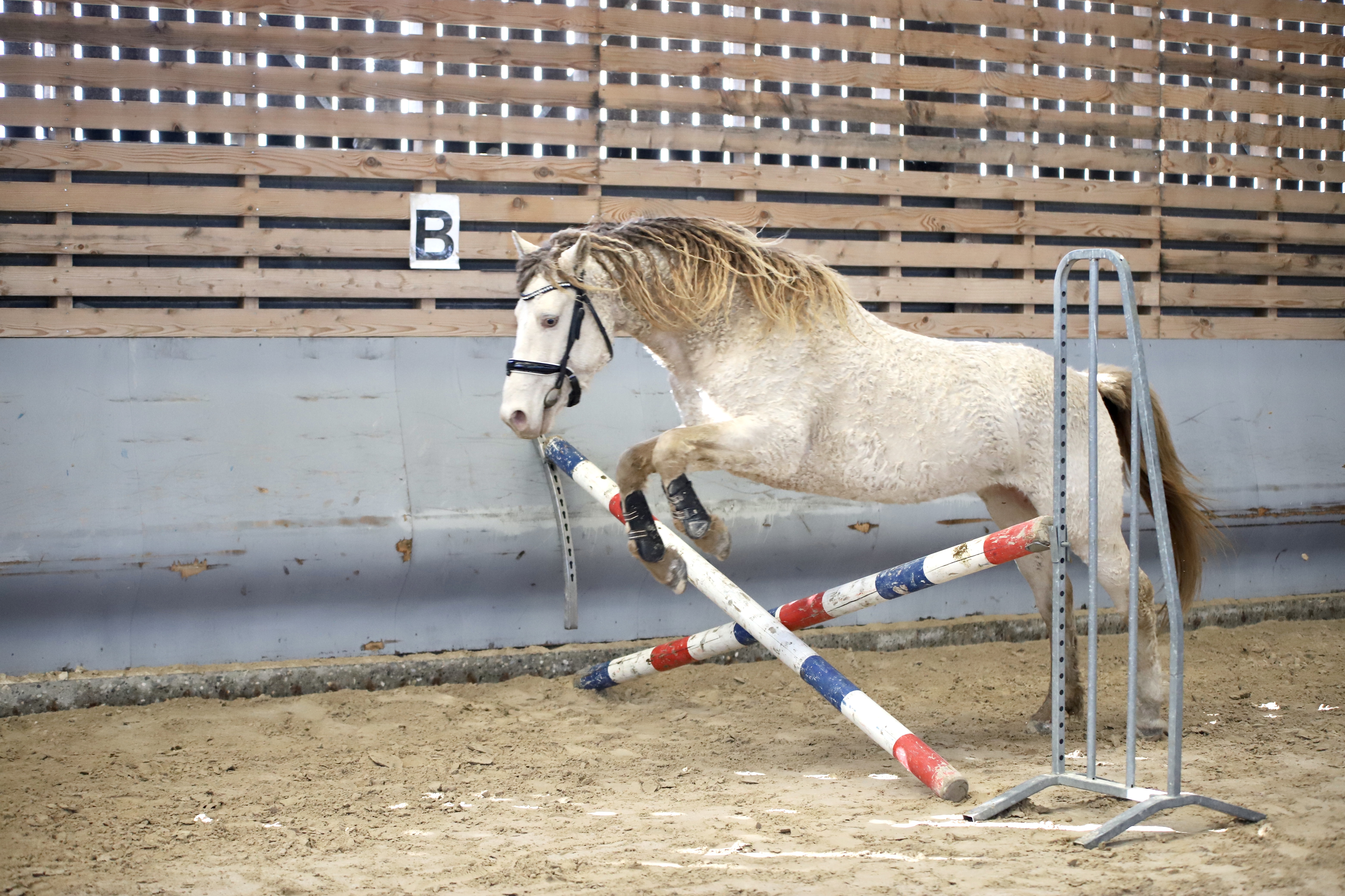 étalon curly