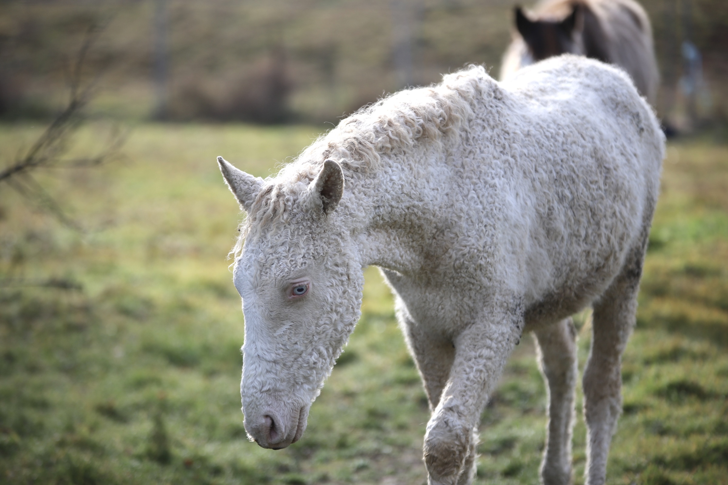 cheval curly
