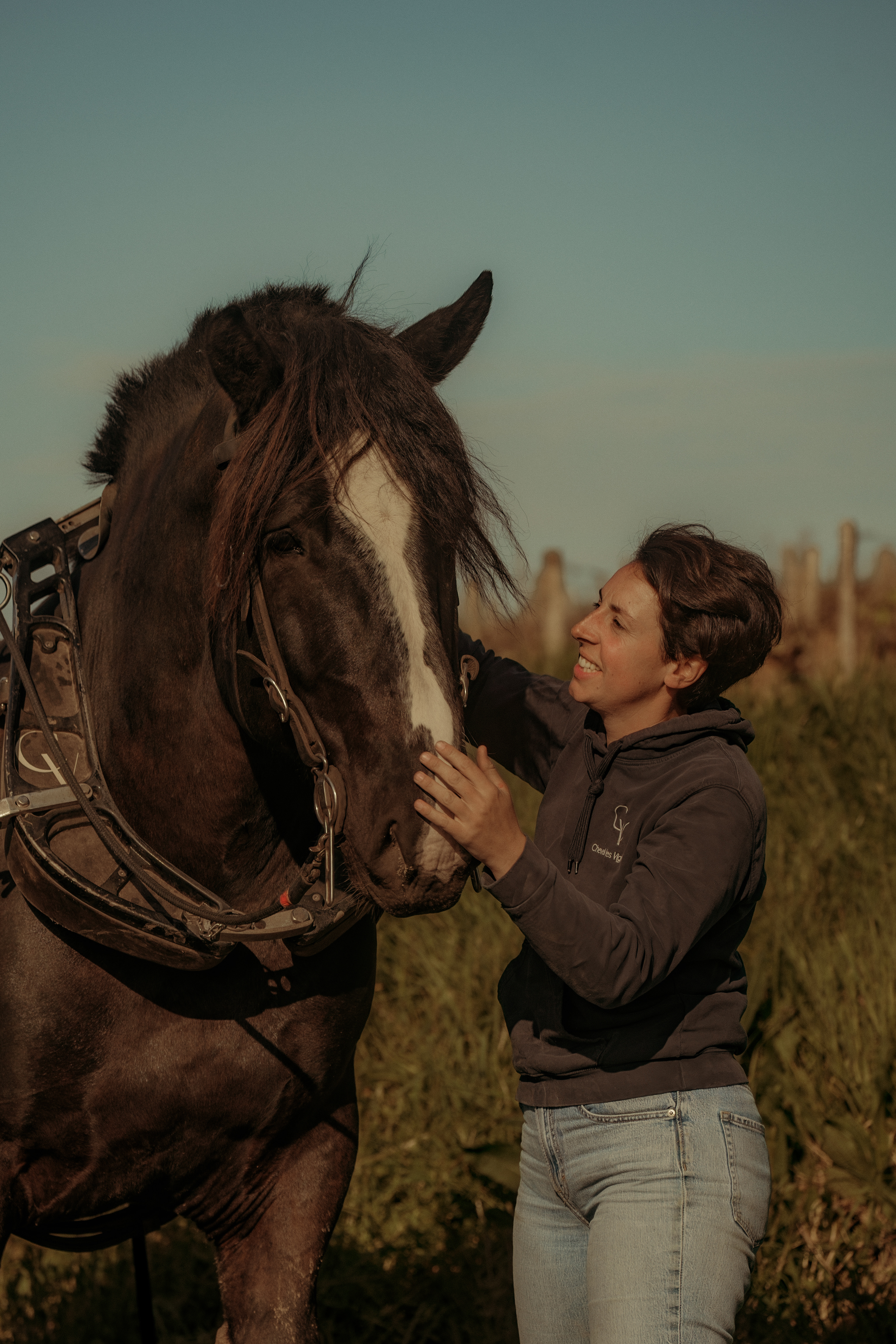 cheval des vignes