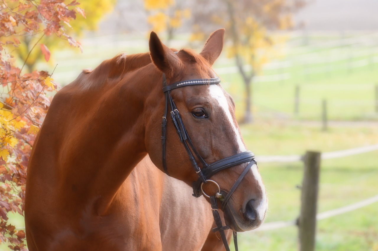 bridon cheval