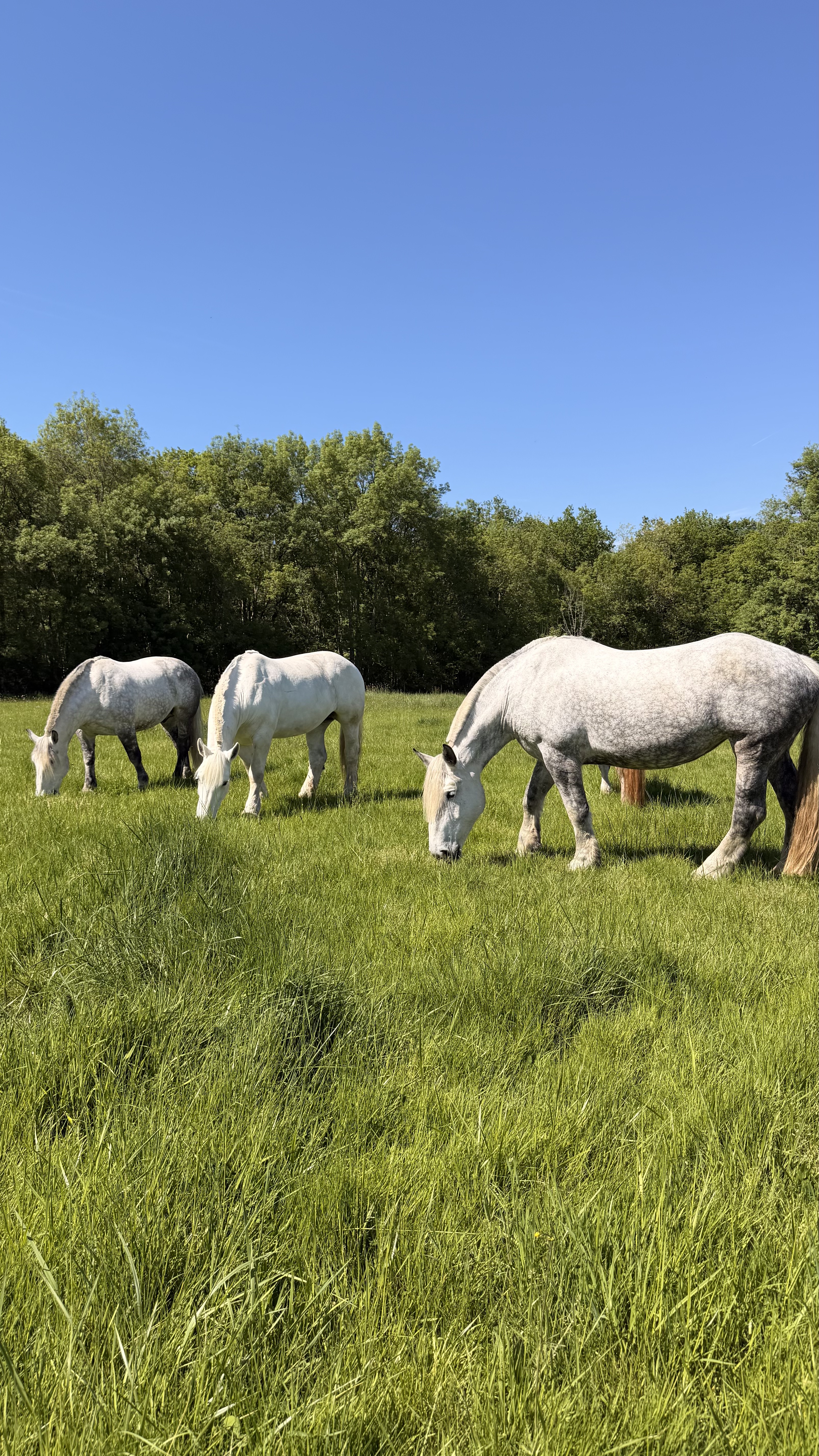 cheval de trait