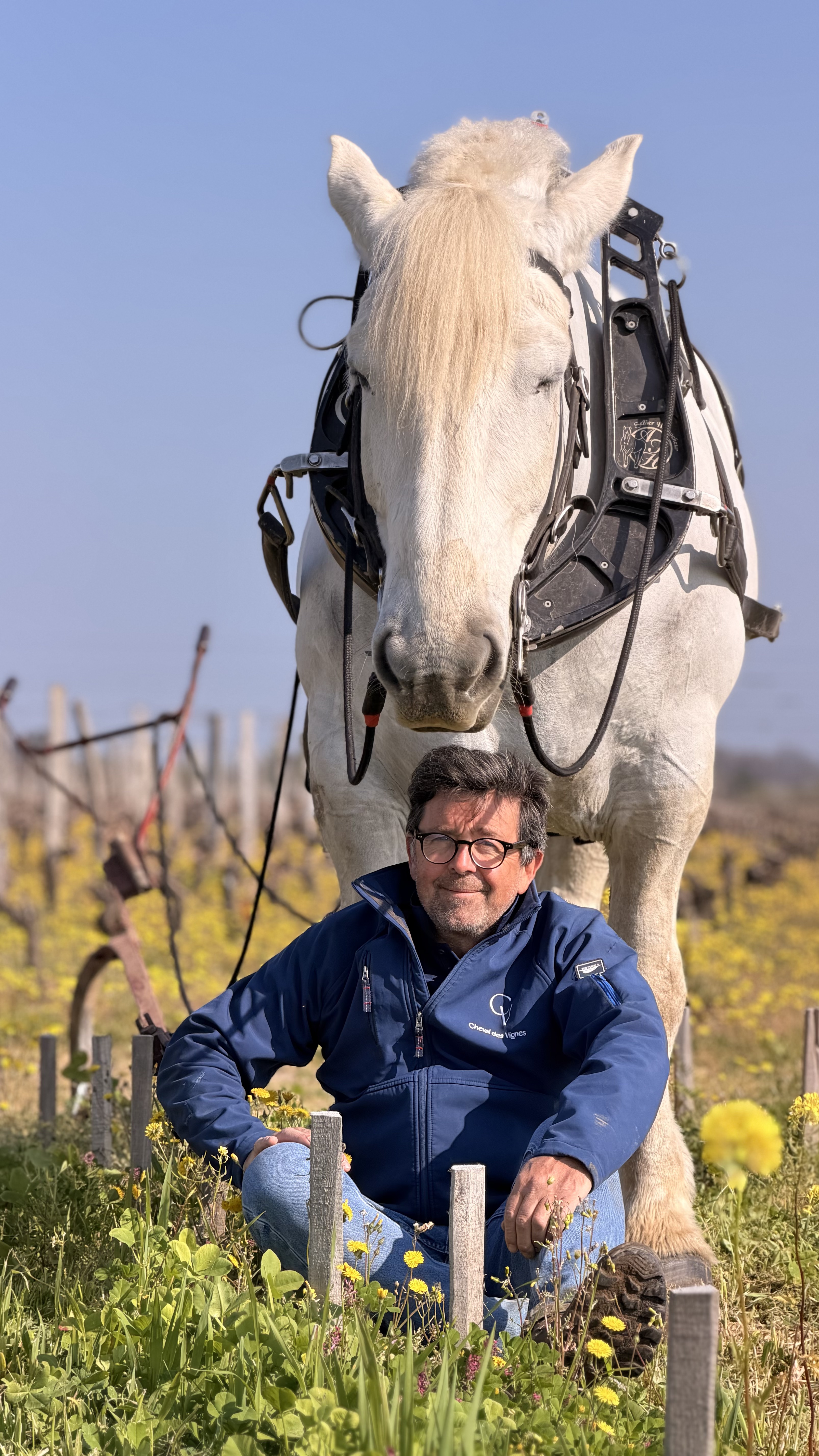 cheval des vignes