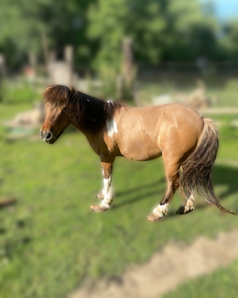 ponette maltraitée