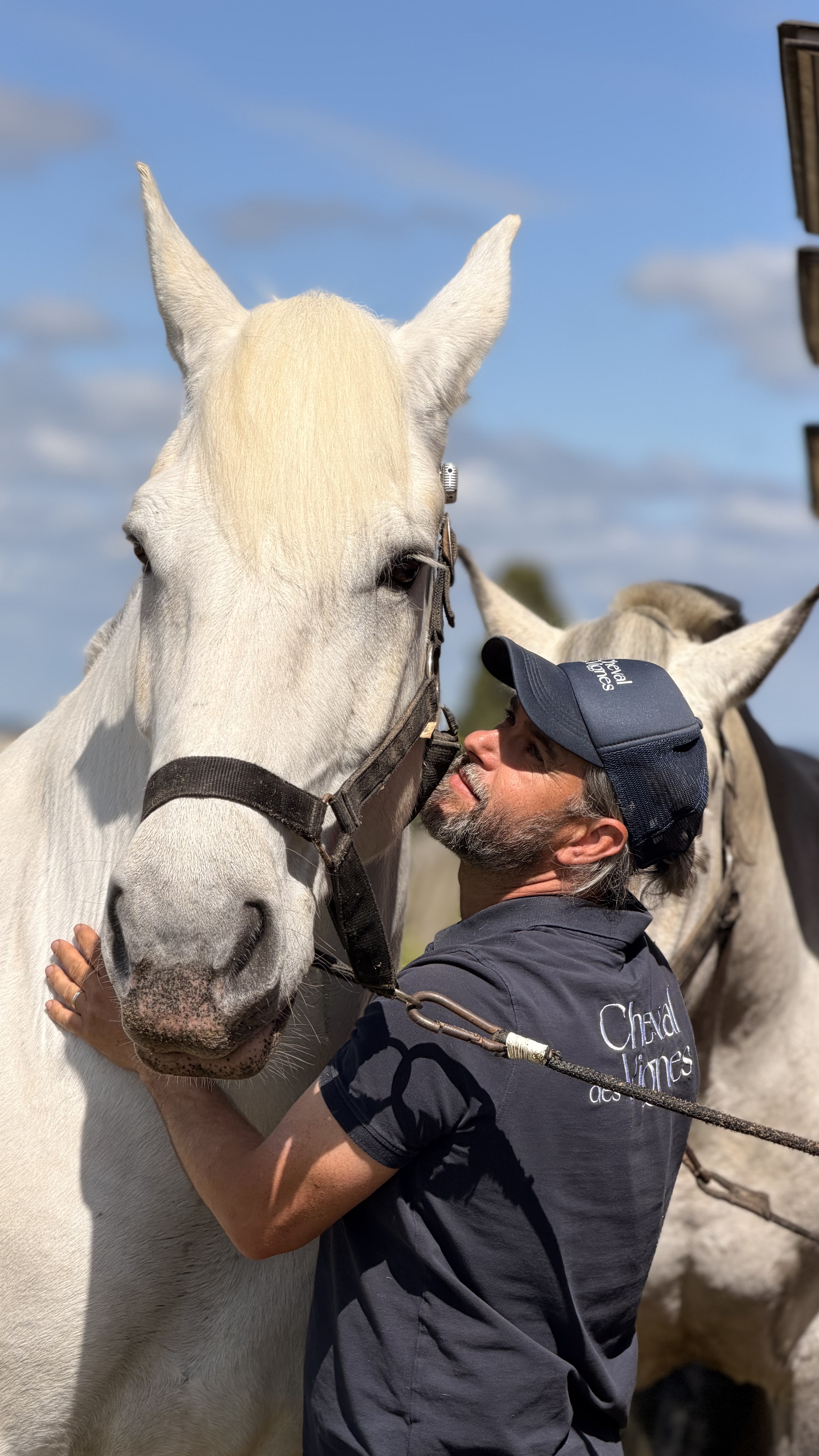 cheval des vignes