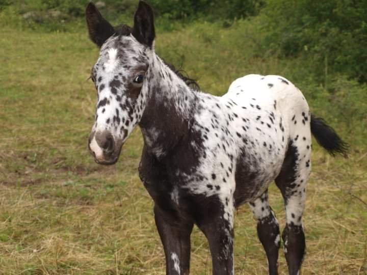 poulain appaloosa