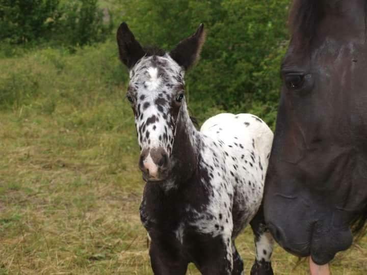 poulain appaloosa