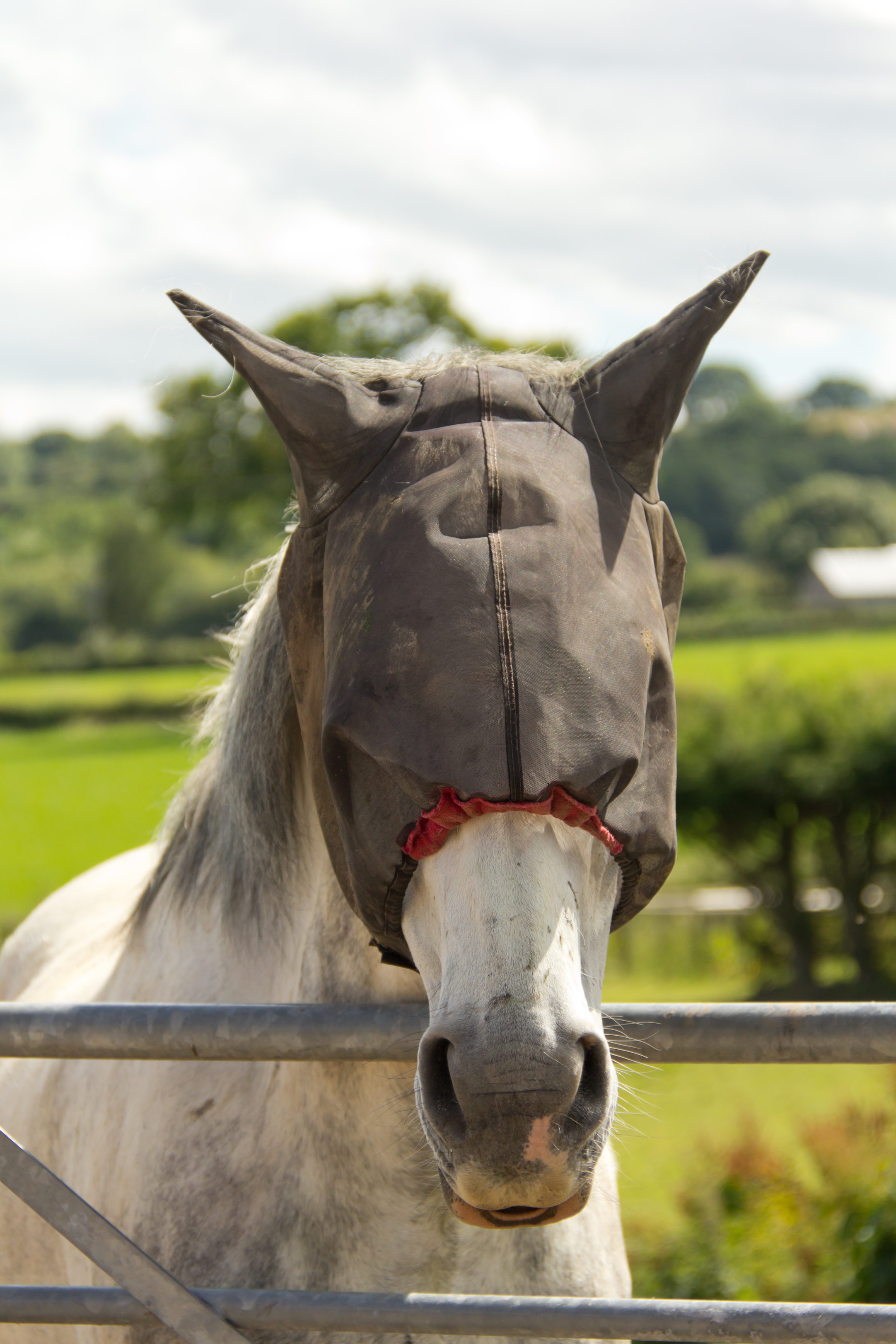 bonnet anti mouche cheval