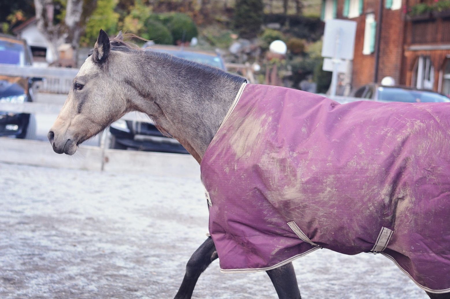 cheval avec couverture