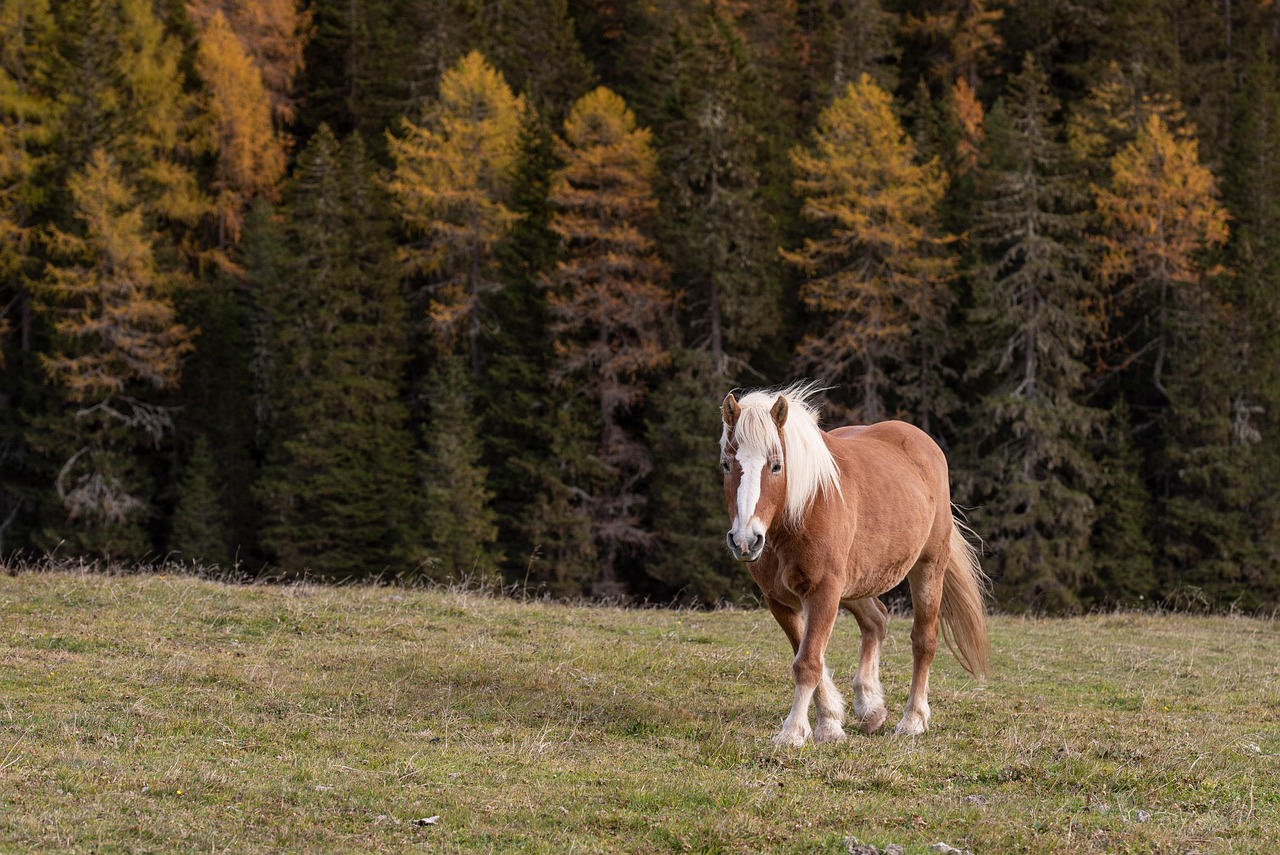 cheval dans pré