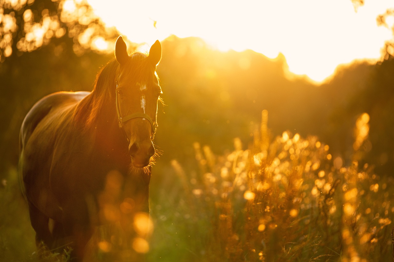cheval environnement