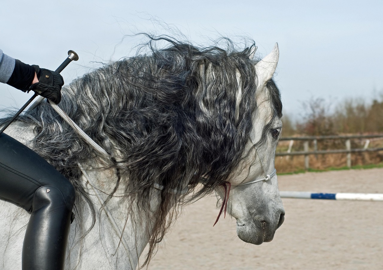 cheval licol étho