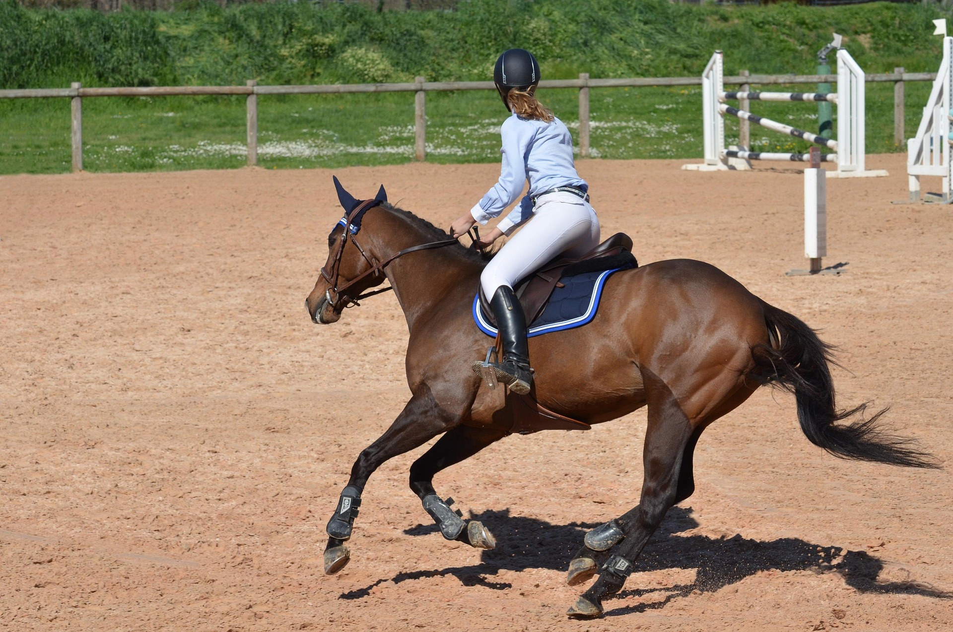 cheval tondu travail