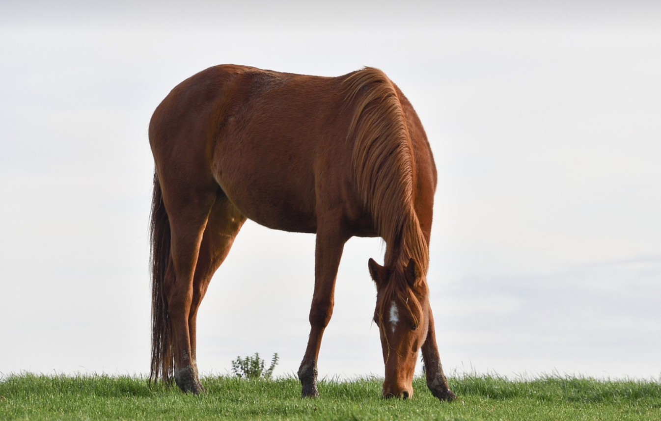 cheval au pré