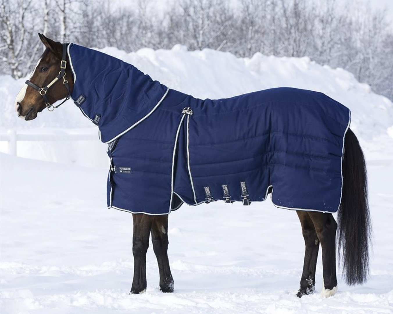 cheval couvert neige