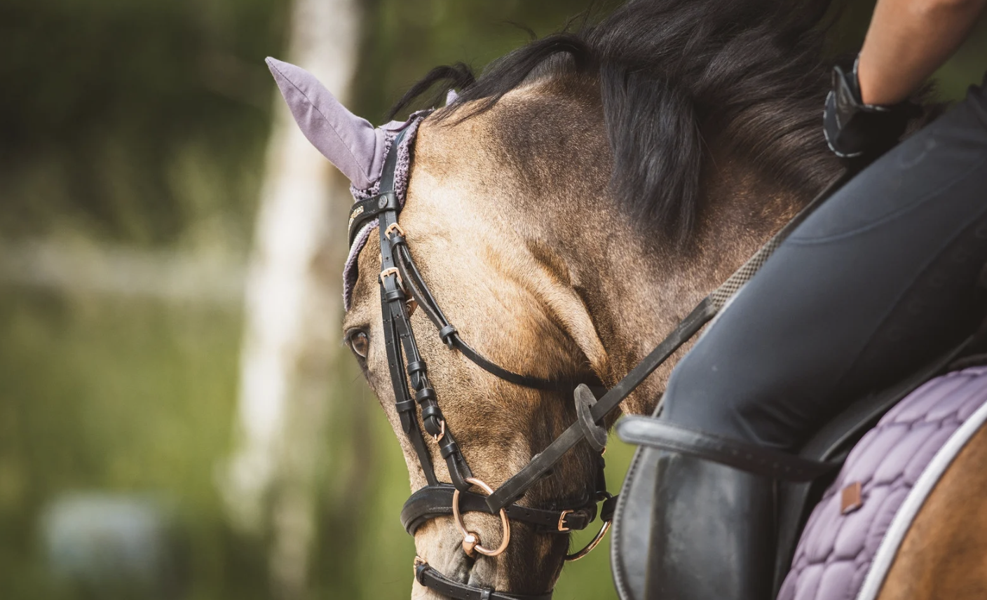 cheval équitation