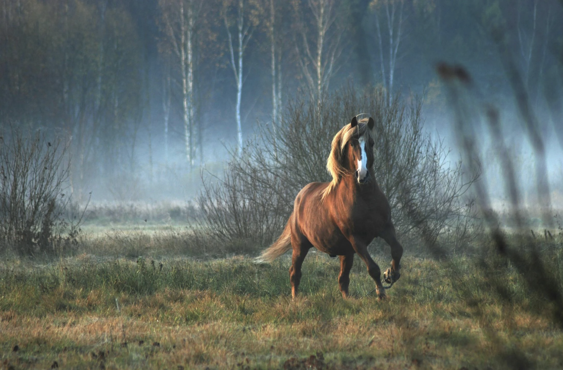 cheval pré heureux