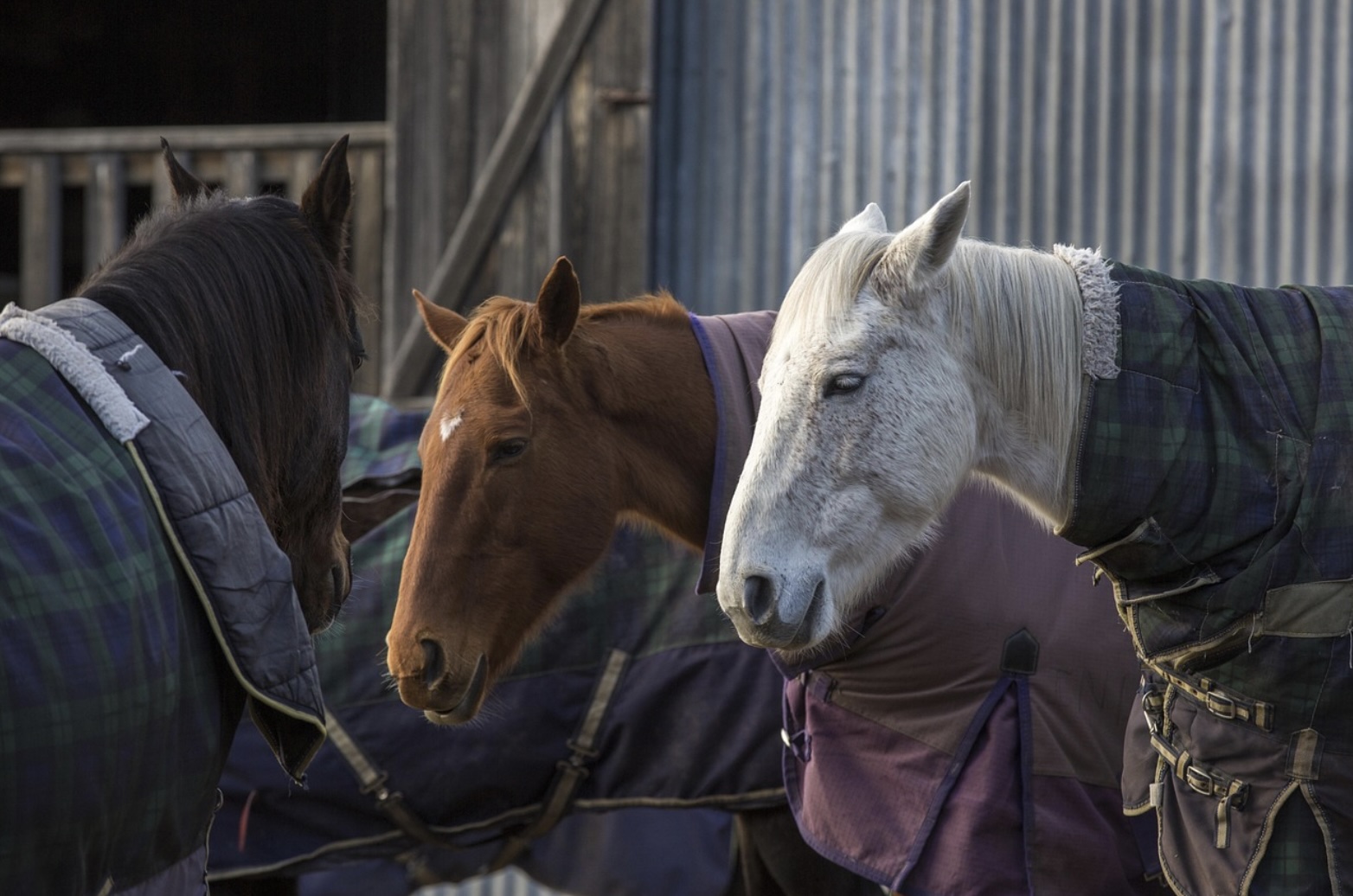 chevaux avec couverture