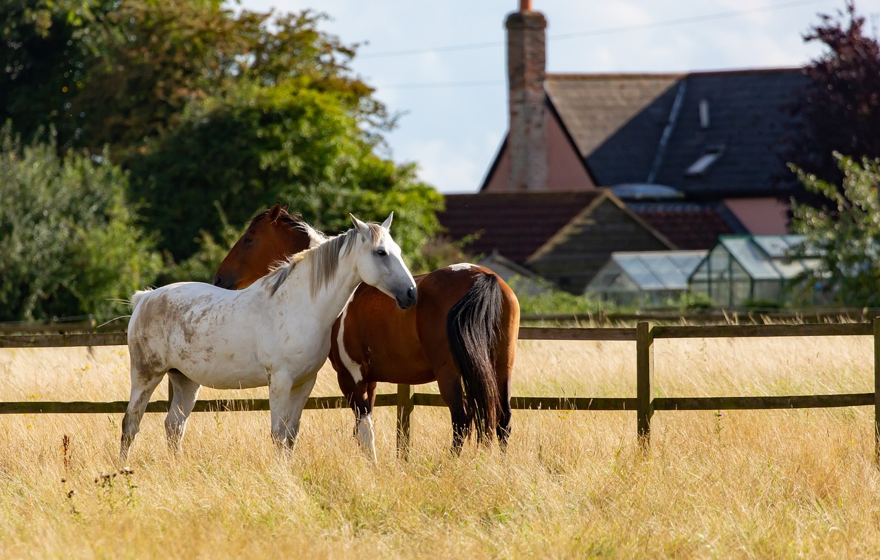 chevaux pré