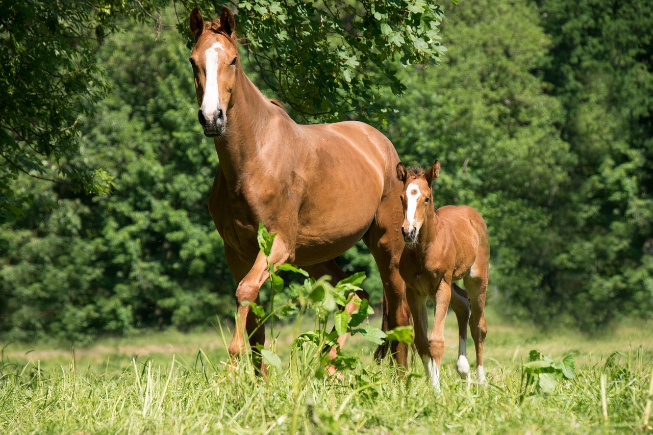 chevaux pré arbres
