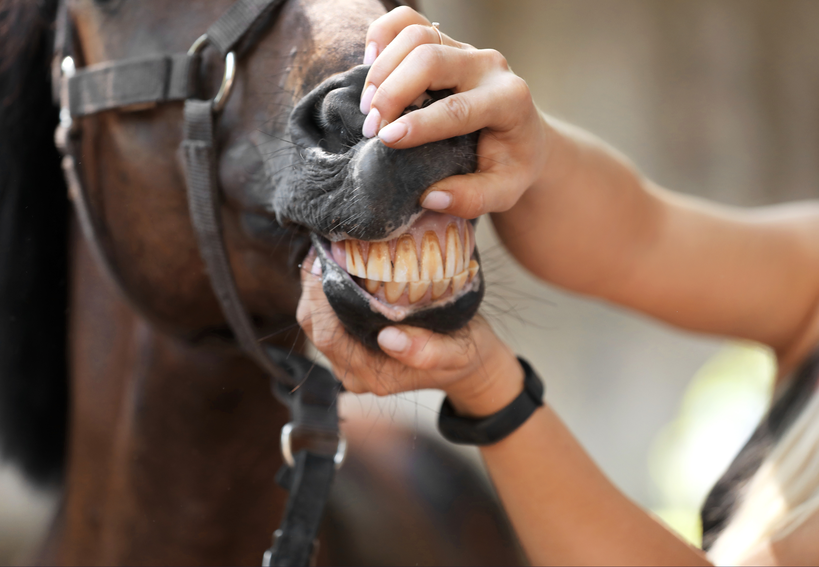 dentiste cheval