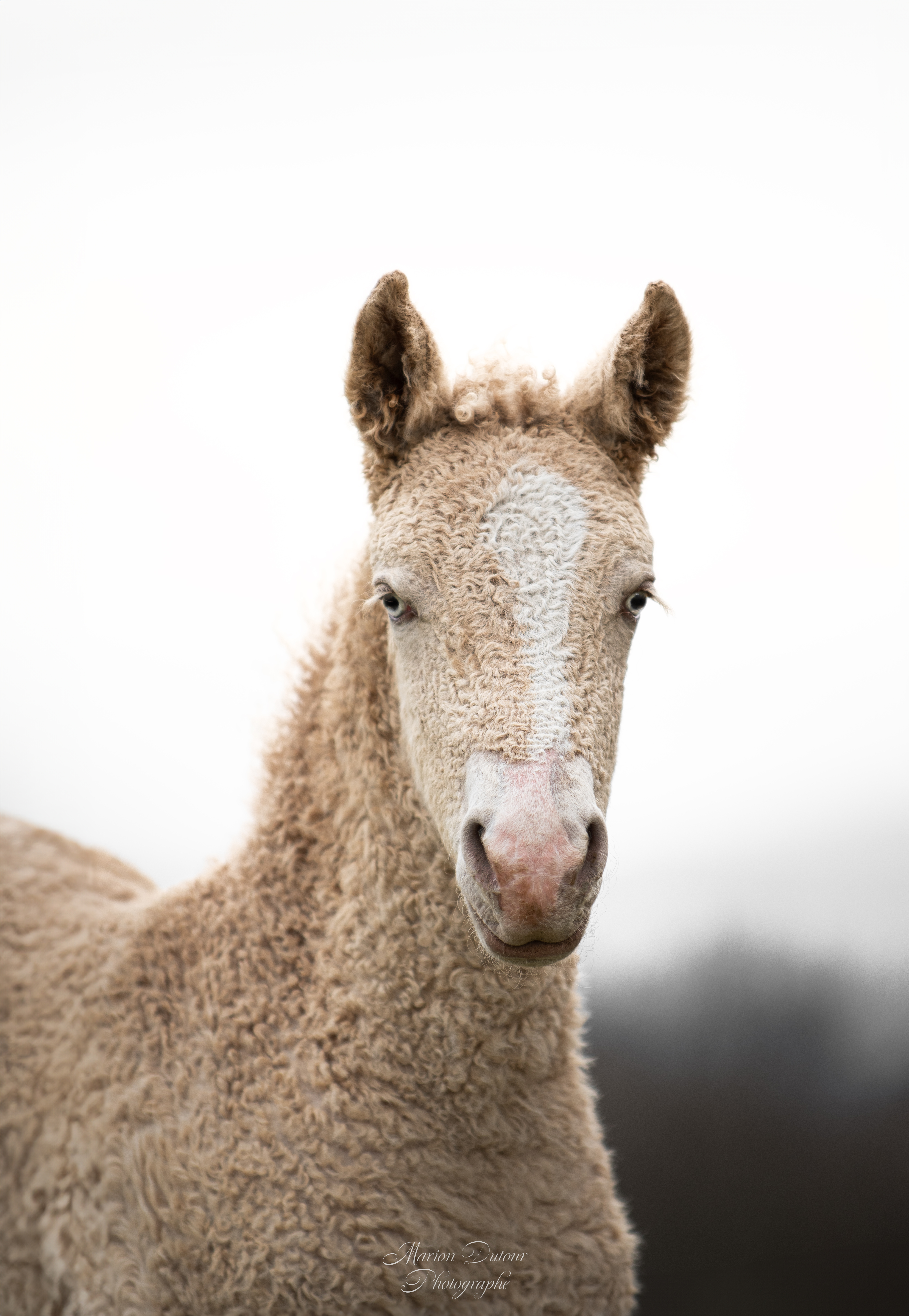 cheval curly