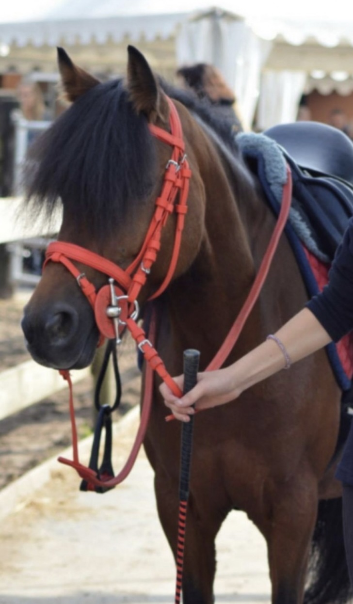 filet synthétique poney