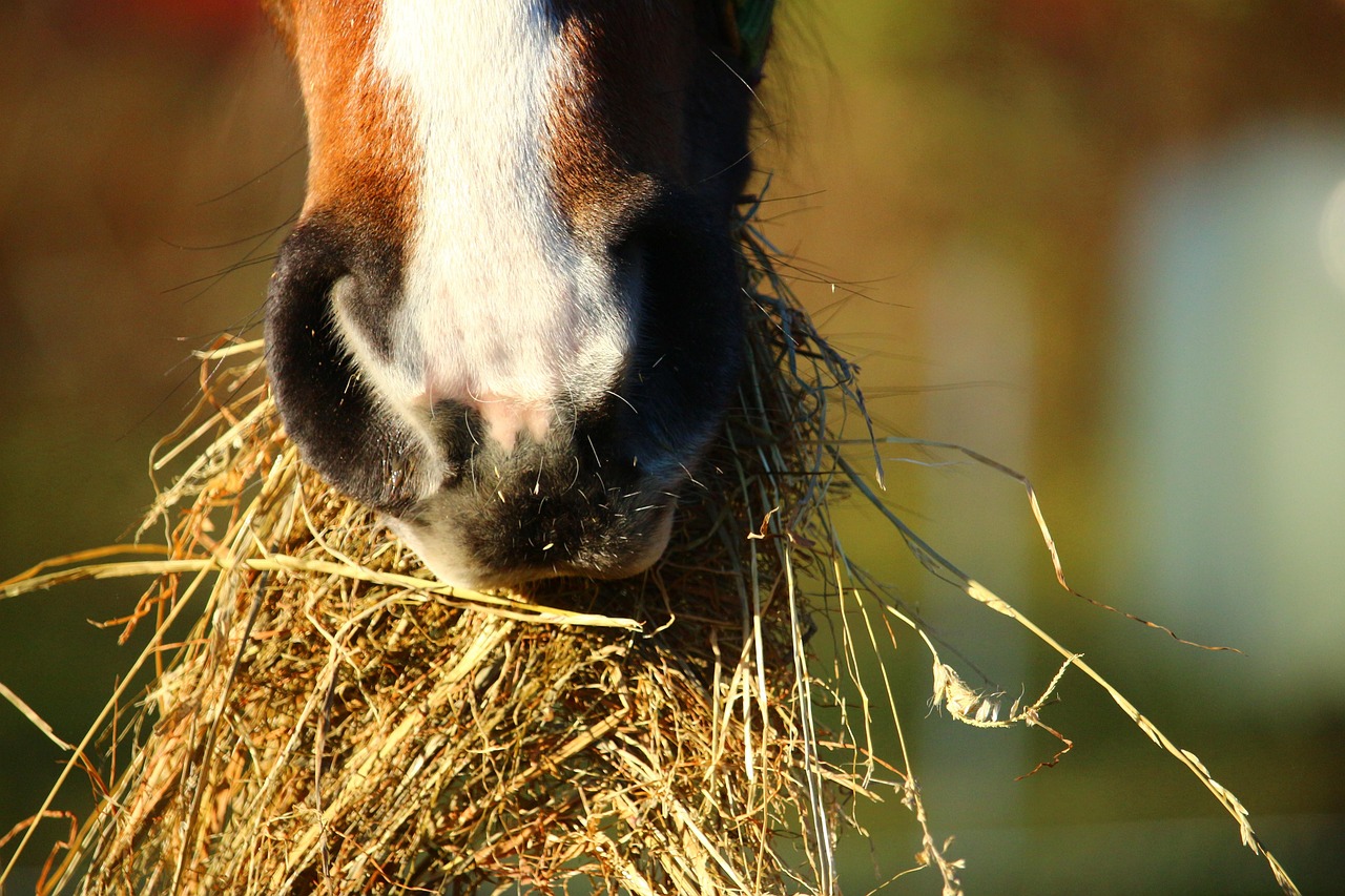 foin cheval