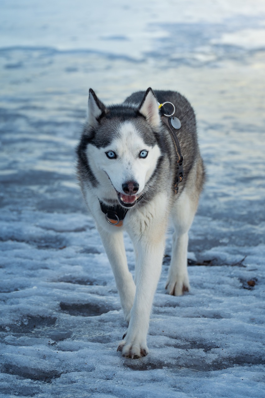 freyja-neige