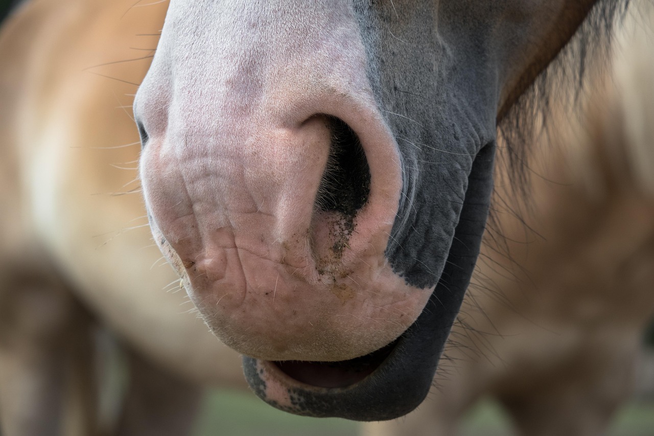 horse nose