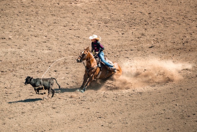 lasso vache