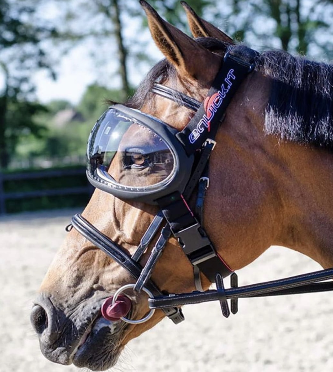 lunette cheval