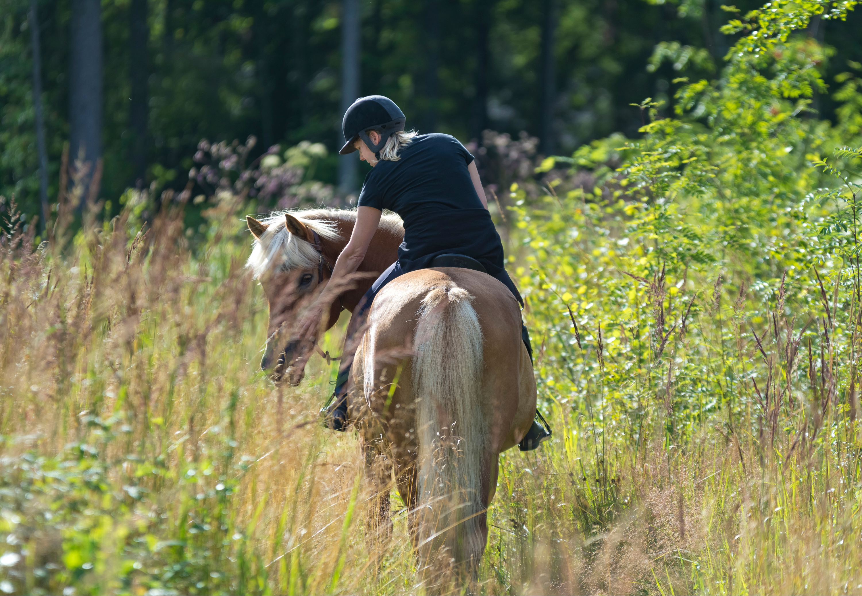 cheval été