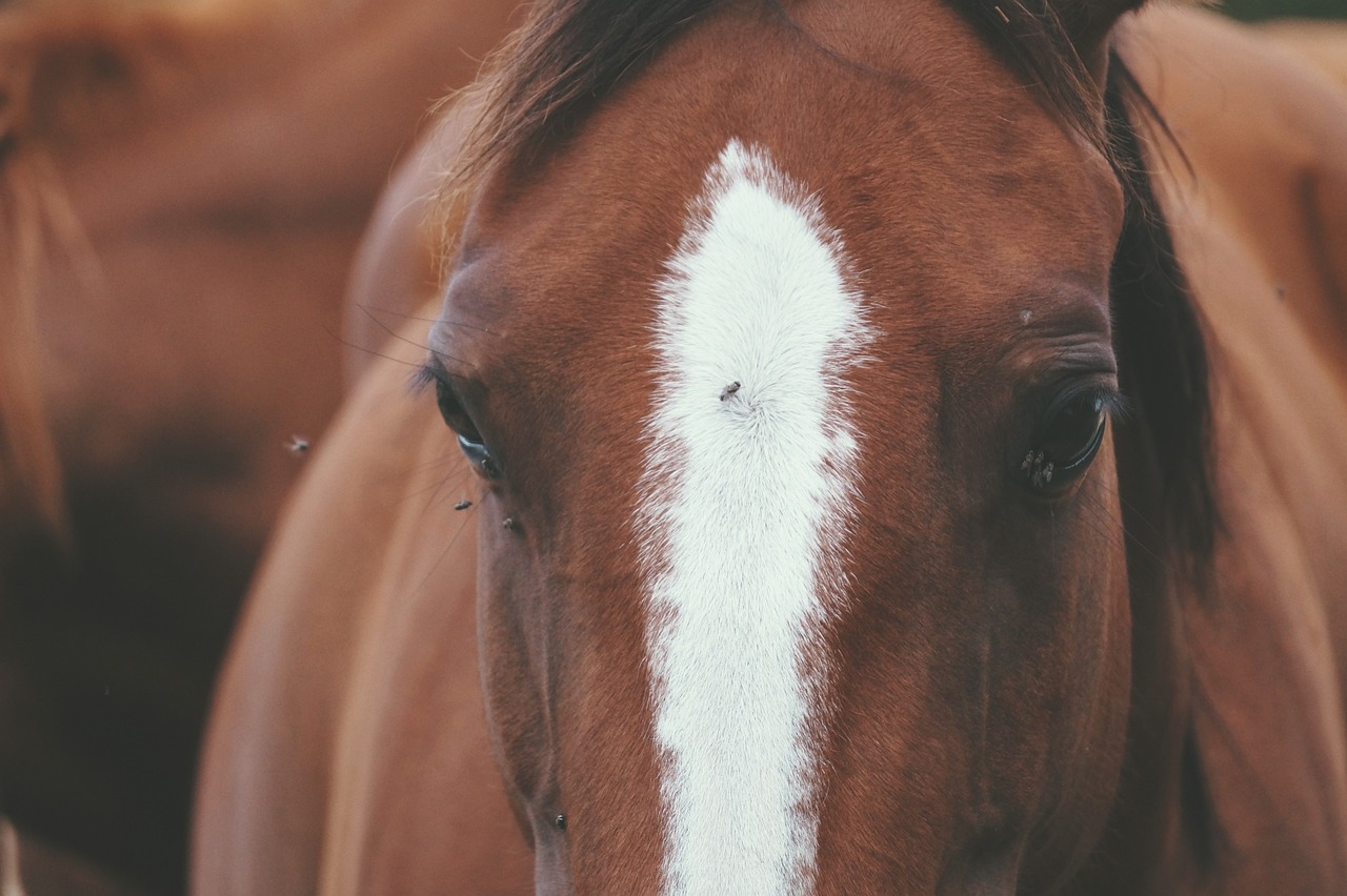 mouches cheval