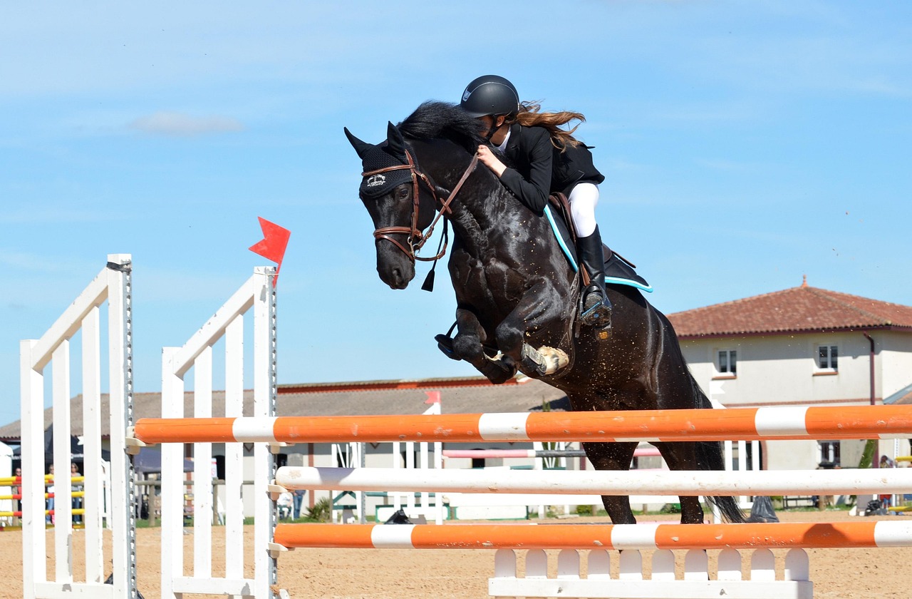 poney saut obstable