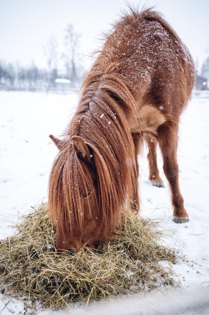 poney-moitié-tondu